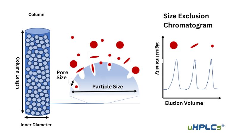 How SEC Separates Molecules Based on Size