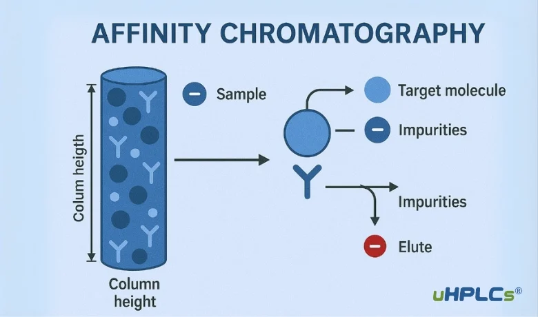 Affinity Chromatography HPLC Columns working principle diagram